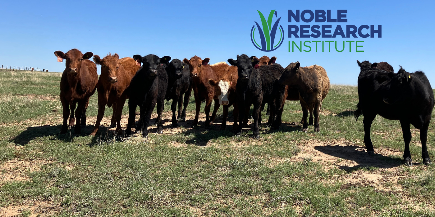 Economics of Transitioning to Regenerative Ranching: A Look into Noble’s Ranches