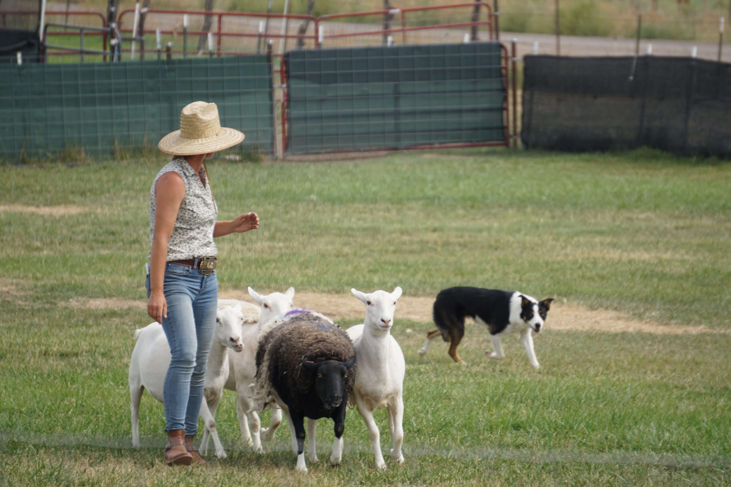 Herding Dog Demonstration